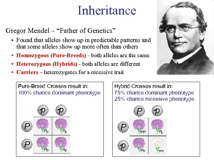 Inheritance Gregor Mendel – “Father of Genetics” • Found that alleles show up in