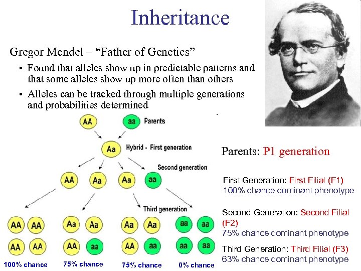 Inheritance Gregor Mendel – “Father of Genetics” • Found that alleles show up in