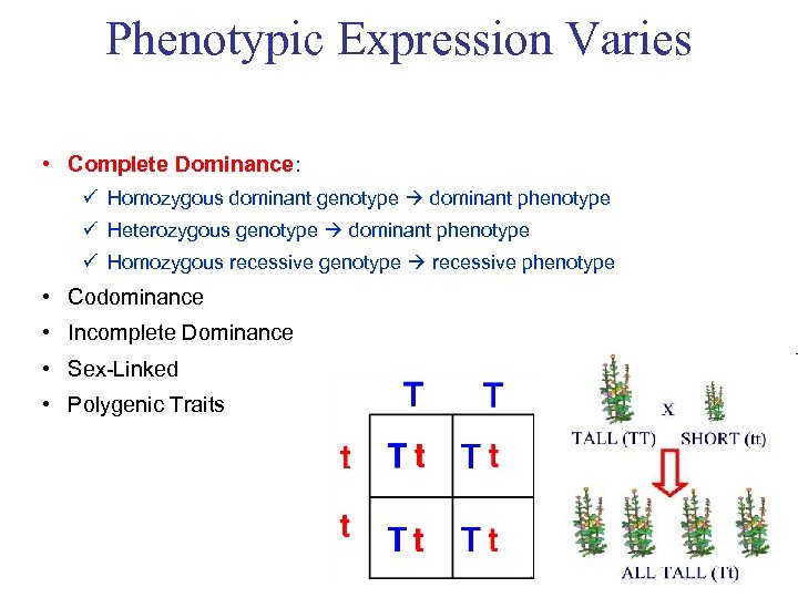 Phenotypic Expression Varies • Complete Dominance: ü Homozygous dominant genotype dominant phenotype ü Heterozygous