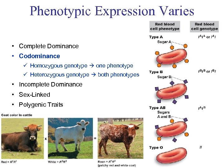 Phenotypic Expression Varies • Complete Dominance • Codominance ü Homozygous genotype one phenotype ü