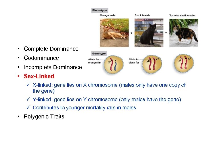  • Complete Dominance • Codominance • Incomplete Dominance • Sex-Linked ü X-linked: gene