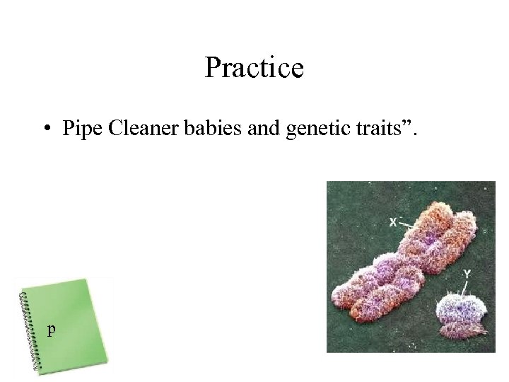 Practice • Pipe Cleaner babies and genetic traits”. p 