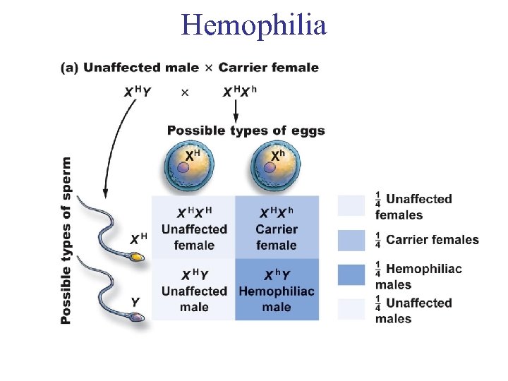 Hemophilia 