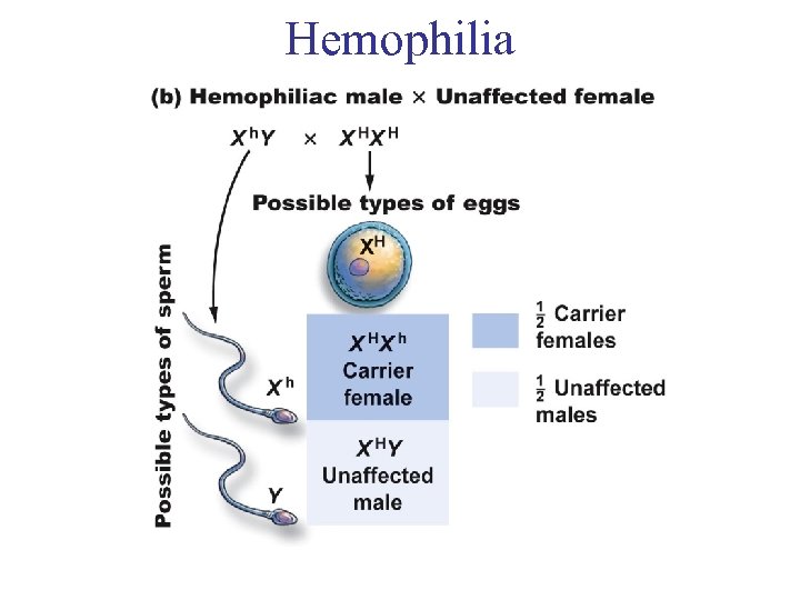 Hemophilia 