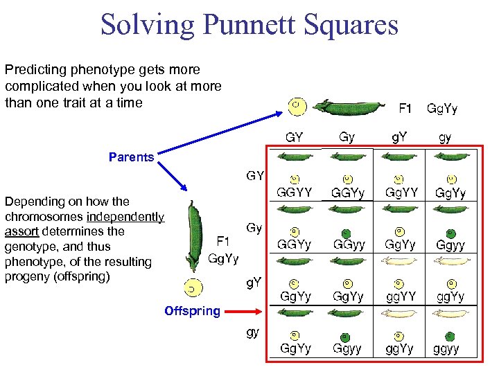 Solving Punnett Squares Predicting phenotype gets more complicated when you look at more than