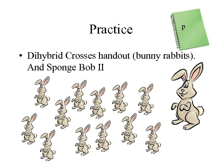 Practice p • Dihybrid Crosses handout (bunny rabbits). And Sponge Bob II 