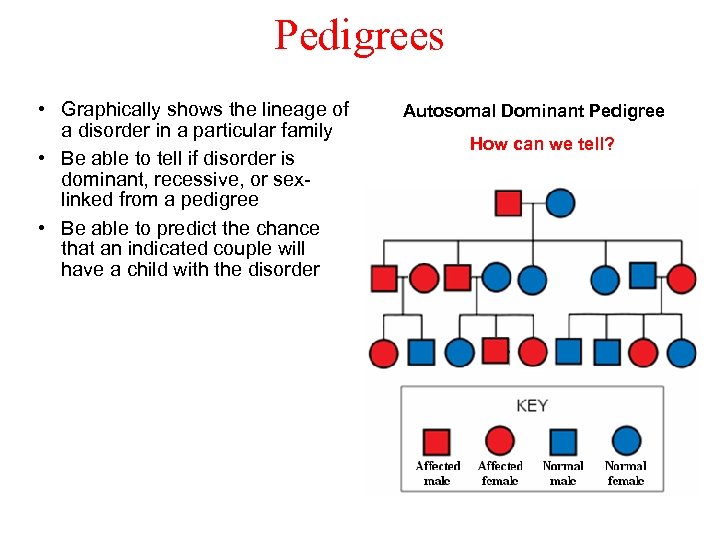 Pedigrees • Graphically shows the lineage of a disorder in a particular family •