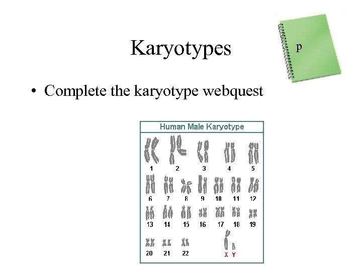 Karyotypes • Complete the karyotype webquest p 