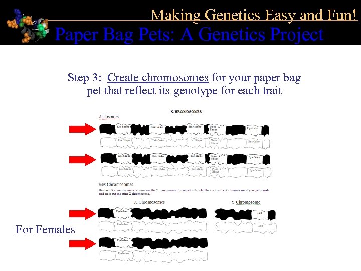 Making Genetics Easy and Fun! Paper Bag Pets: A Genetics Project Step 3: Create