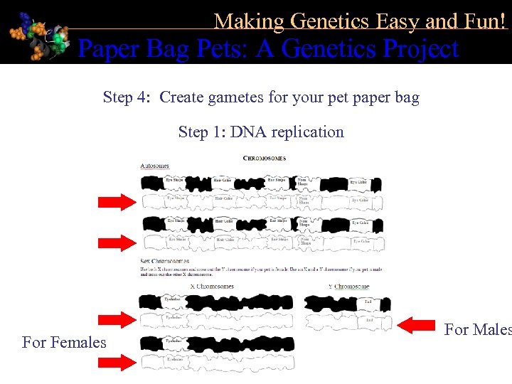 Making Genetics Easy and Fun! Paper Bag Pets: A Genetics Project Step 4: Create