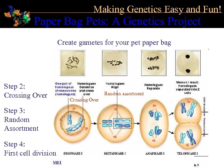 Making Genetics Easy and Fun! Paper Bag Pets: A Genetics Project Create gametes for