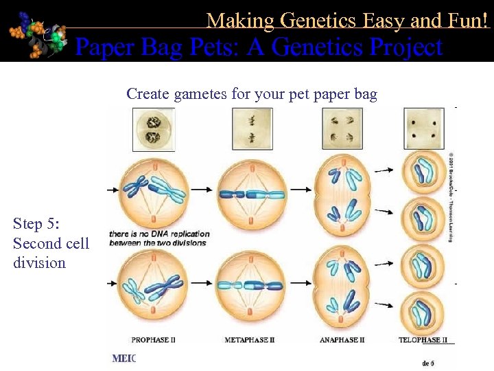 Making Genetics Easy and Fun! Paper Bag Pets: A Genetics Project Create gametes for