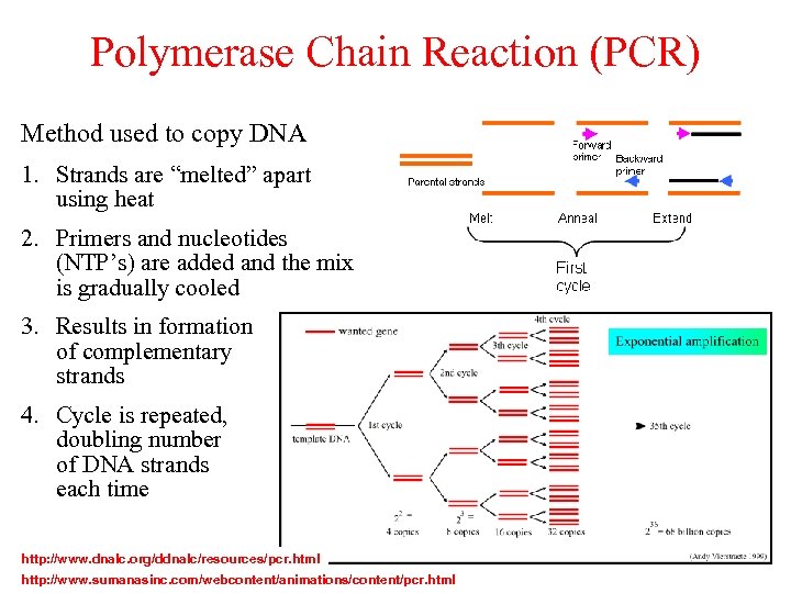 Polymerase Chain Reaction (PCR) Method used to copy DNA 1. Strands are “melted” apart