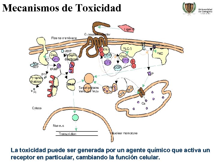 Mecanismos de Toxicidad La toxicidad puede ser generada por un agente químico que activa