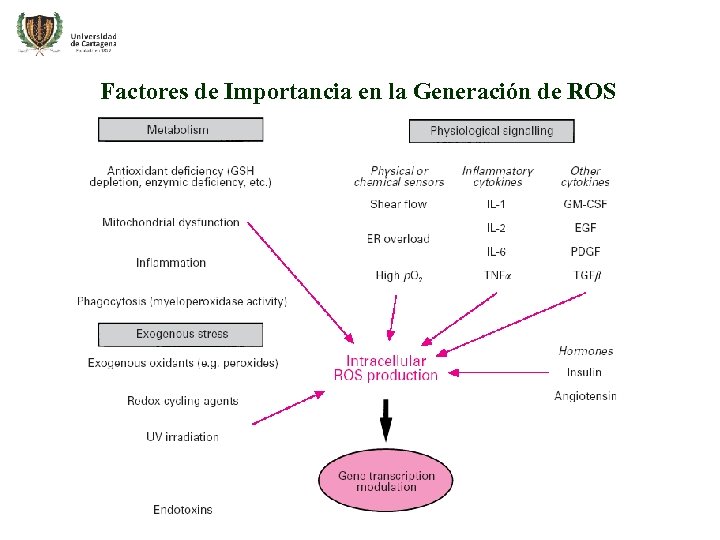 Factores de Importancia en la Generación de ROS 