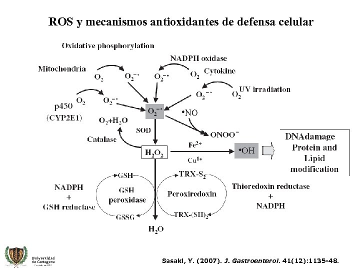 ROS y mecanismos antioxidantes de defensa celular Sasaki, Y. (2007). J. Gastroenterol. 41(12): 1135