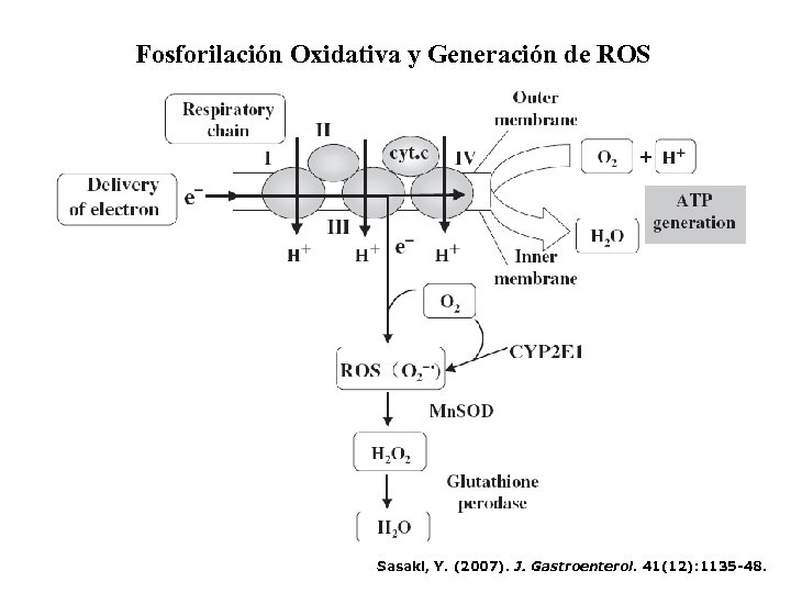 Fosforilación Oxidativa y Generación de ROS Sasaki, Y. (2007). J. Gastroenterol. 41(12): 1135 -48.