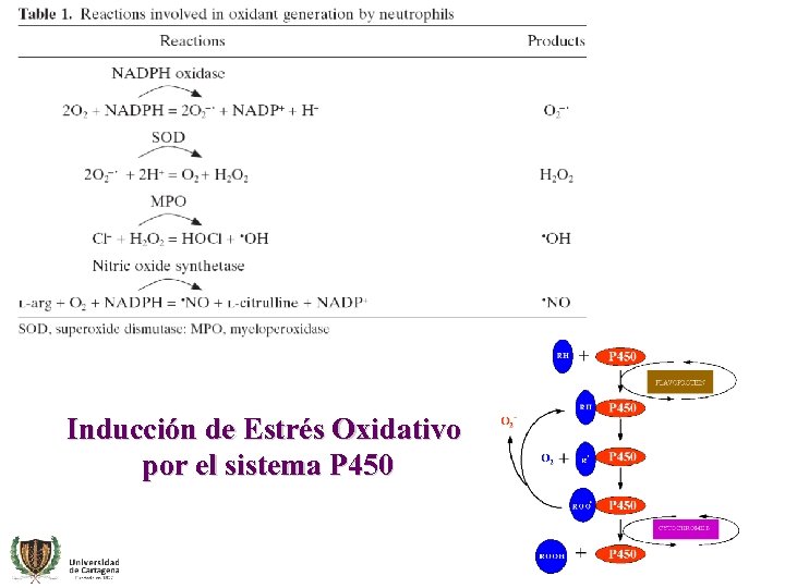 Inducción de Estrés Oxidativo por el sistema P 450 