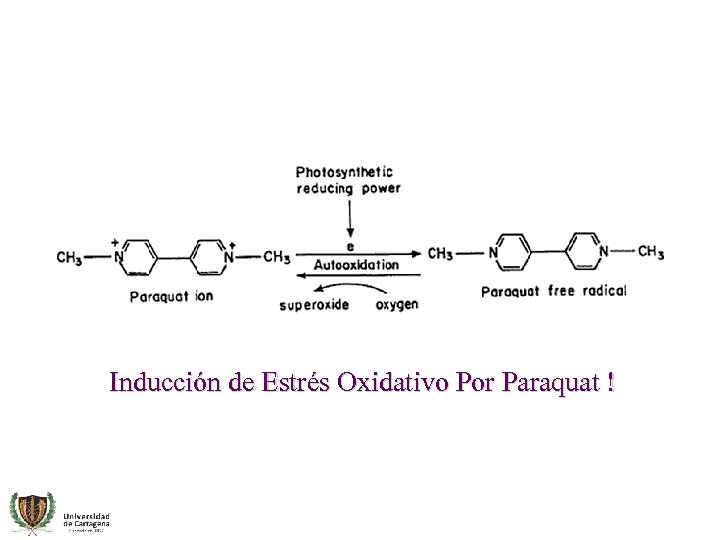 Inducción de Estrés Oxidativo Por Paraquat ! 