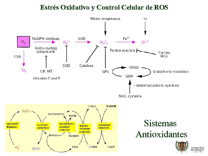 Estrés Oxidativo y Control Celular de ROS Sistemas Antioxidantes 