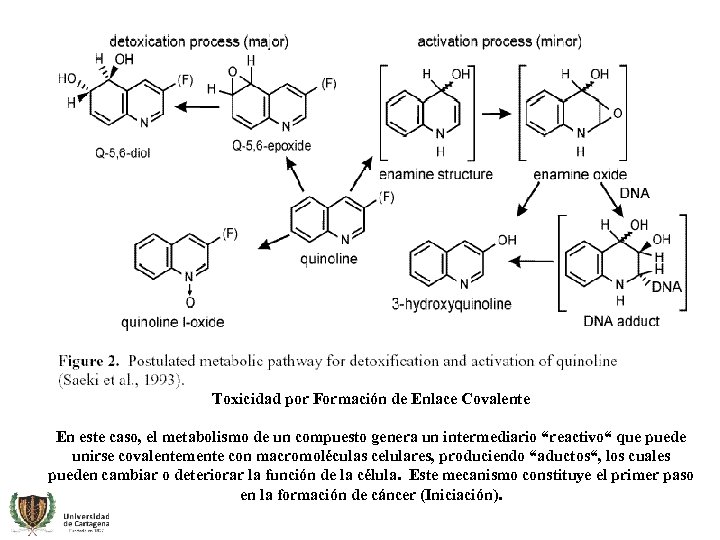 Toxicidad por Formación de Enlace Covalente En este caso, el metabolismo de un compuesto