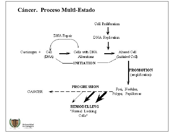 Cáncer. Proceso Multi-Estado 