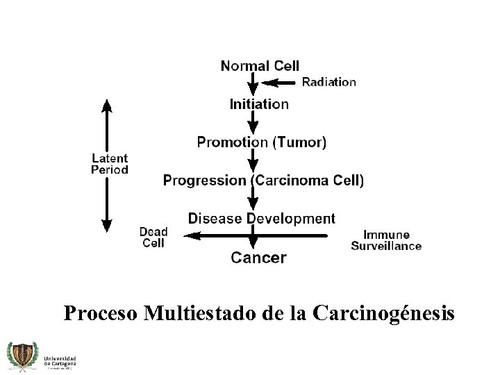 Proceso Multiestado de la Carcinogénesis 