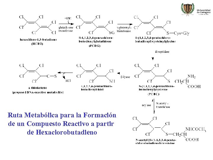 Ruta Metabólica para la Formación de un Compuesto Reactivo a partir de Hexaclorobutadieno 