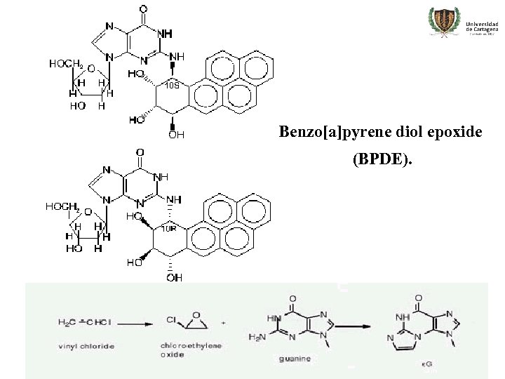 Benzo[a]pyrene diol epoxide (BPDE). 