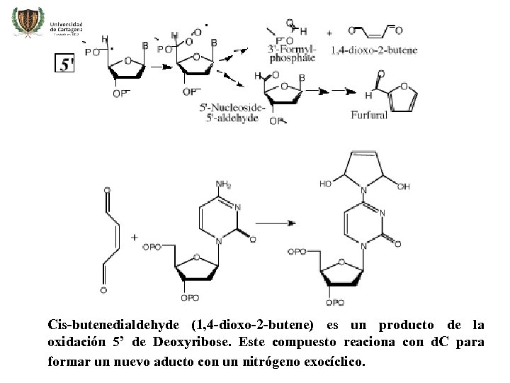 Cis-butenedialdehyde (1, 4 -dioxo-2 -butene) es un producto de la oxidación 5’ de Deoxyribose.