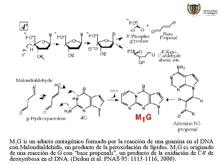 M 1 G is un aducto mutagénico formado por la reacción de una guanina