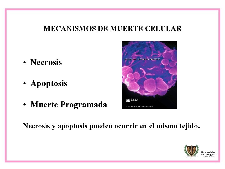 MECANISMOS DE MUERTE CELULAR • Necrosis • Apoptosis • Muerte Programada Necrosis y apoptosis