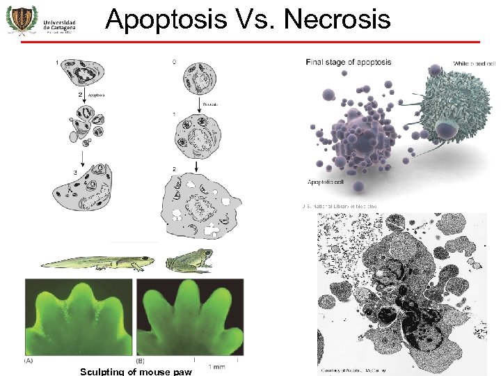 Apoptosis Vs. Necrosis Sculpting of mouse paw 