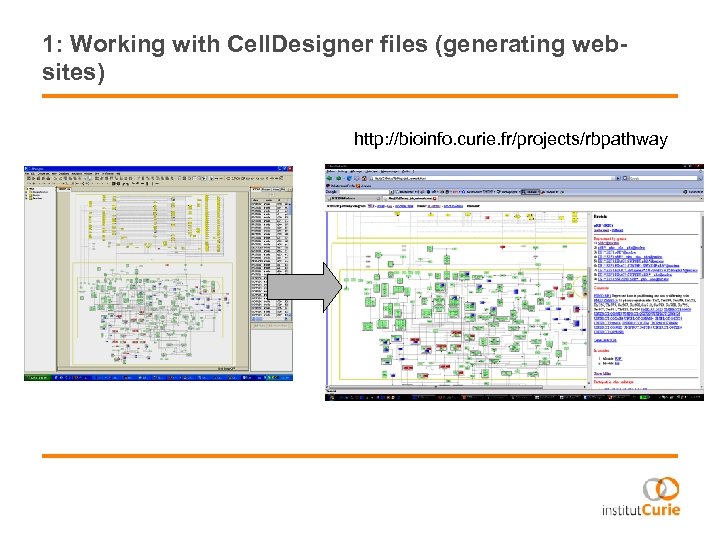 1: Working with Cell. Designer files (generating websites) http: //bioinfo. curie. fr/projects/rbpathway 