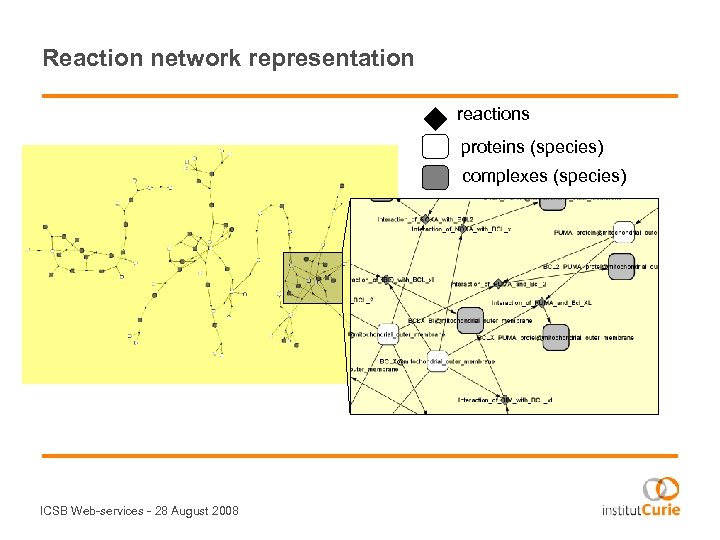 Reaction network representation reactions proteins (species) complexes (species) ICSB Web-services - 28 August 2008