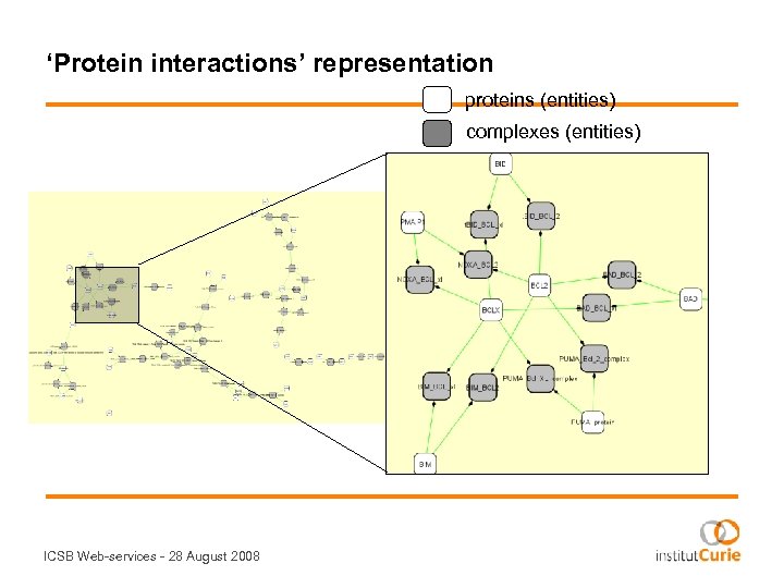 ‘Protein interactions’ representation proteins (entities) complexes (entities) ICSB Web-services - 28 August 2008 