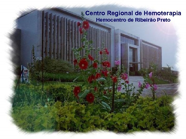 Centro Regional de Hemoterapia Hemocentro de Ribeirão Preto 