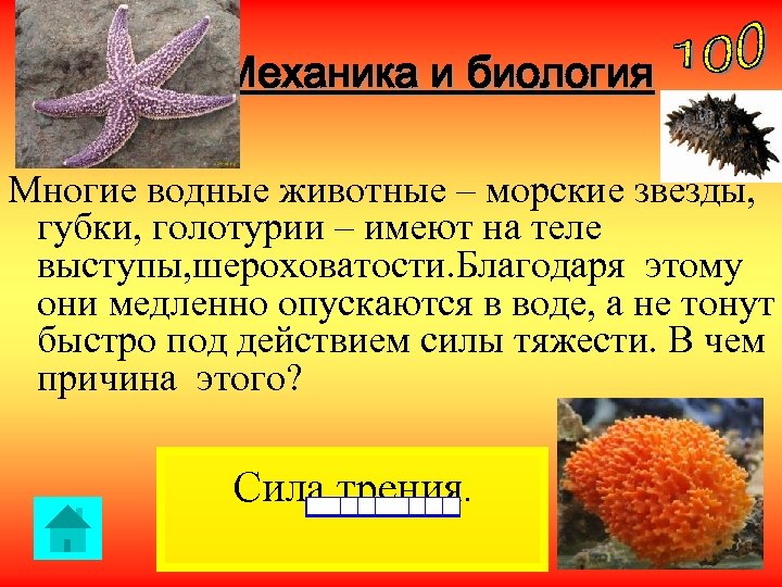 Механика и биология Многие водные животные – морские звезды, губки, голотурии – имеют на
