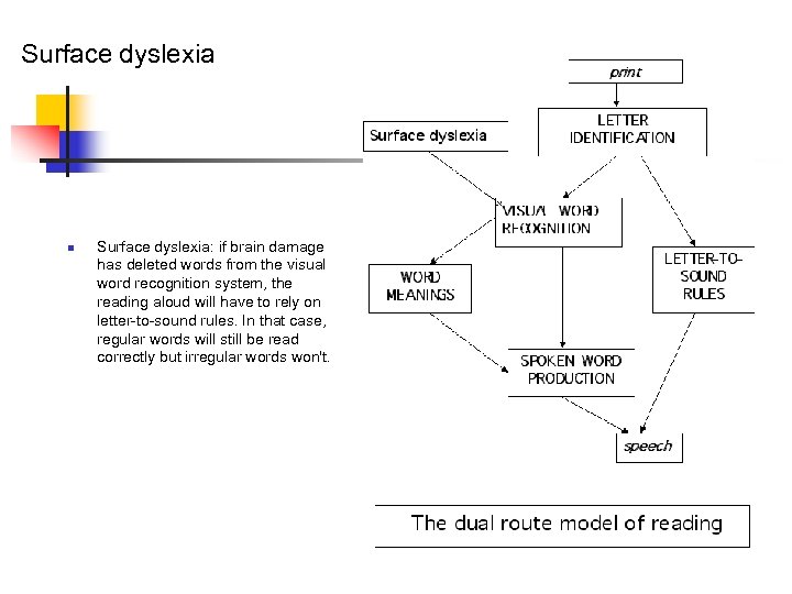 Surface dyslexia n Surface dyslexia: if brain damage has deleted words from the visual