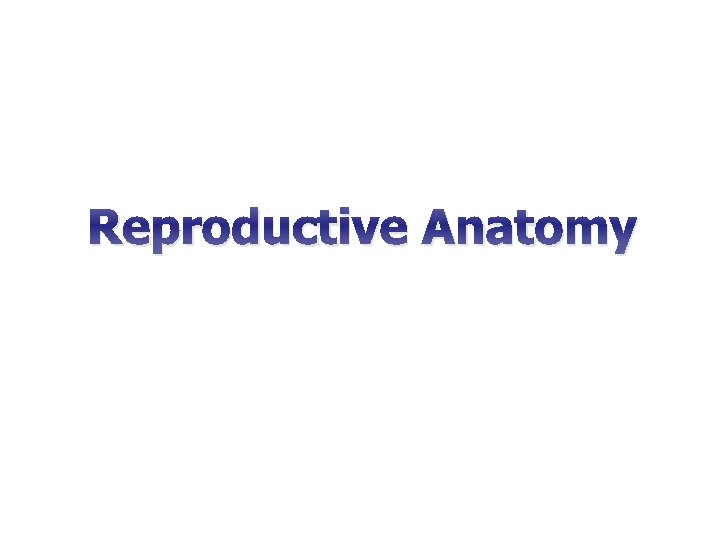 Reproductive Anatomy 