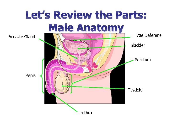 Let’s Review the Parts: Male Anatomy Vas Deferens Prostate Gland Bladder Scrotum Penis Testicle