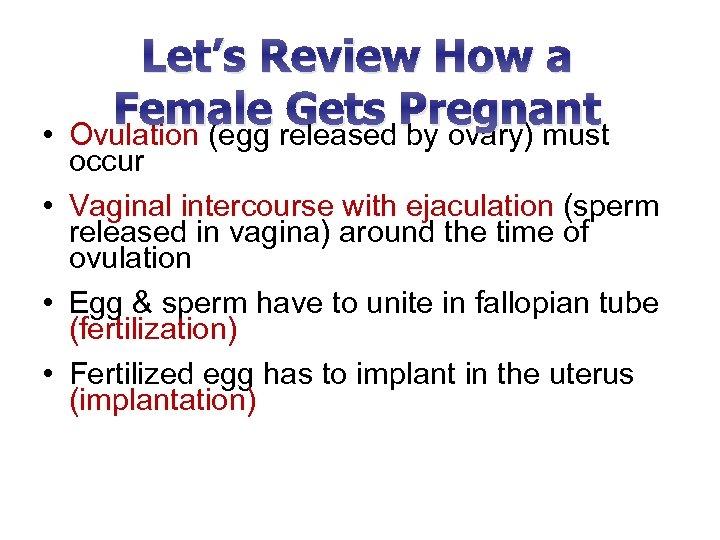  • Let’s Review How a Female released Pregnant Gets by ovary) must Ovulation