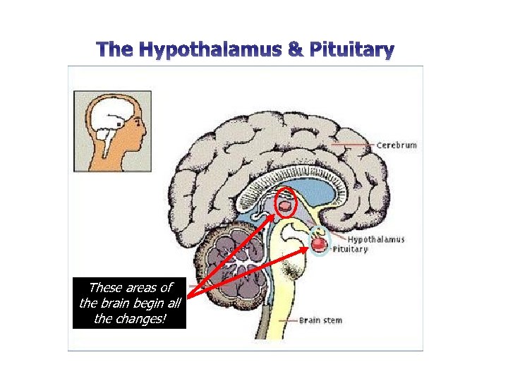 The Hypothalamus & Pituitary These areas of the brain begin all the changes! 