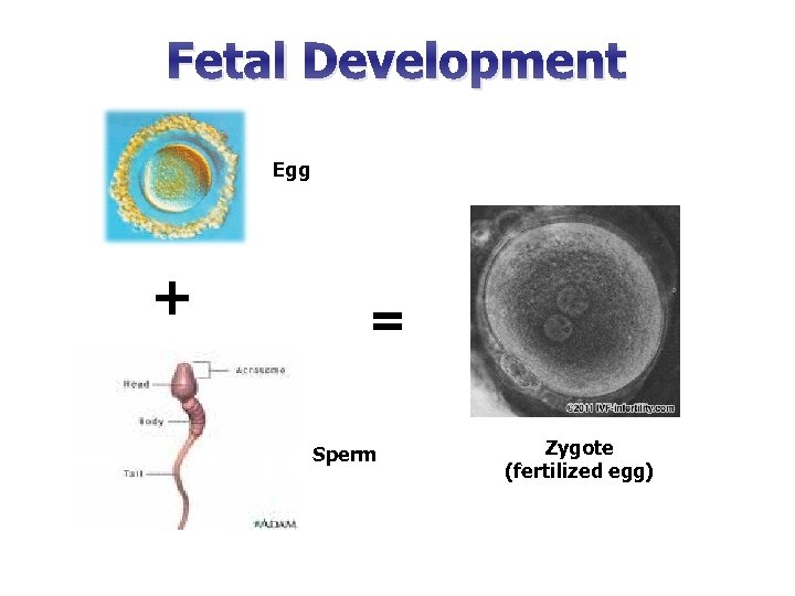 Fetal Development Egg + = Sperm Zygote (fertilized egg) 