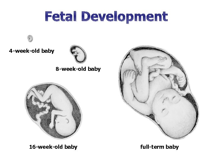 Fetal Development 4 -week-old baby 8 -week-old baby 16 -week-old baby full-term baby 