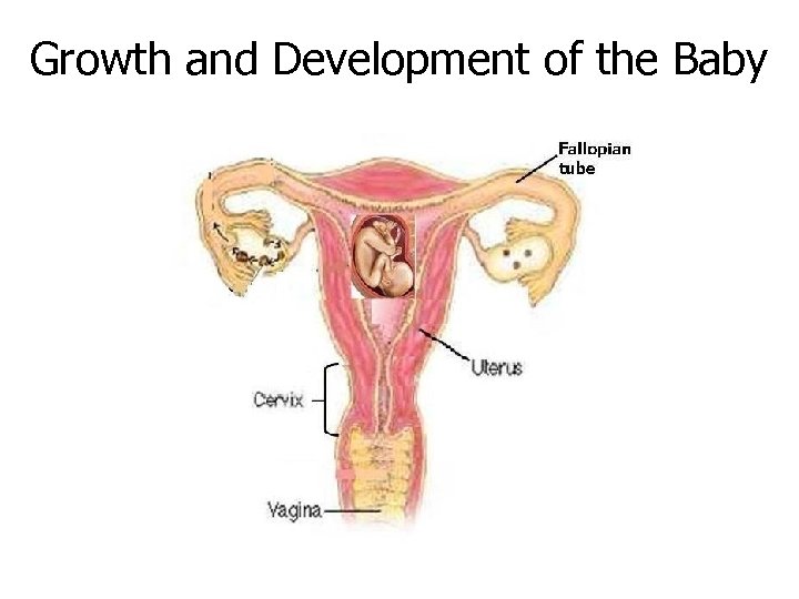 Growth and Development of the Baby 