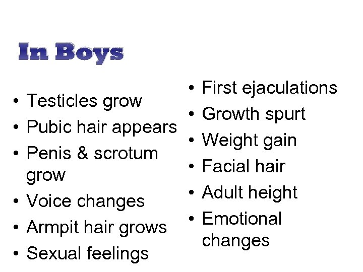 In Boys • • Testicles grow • Pubic hair appears • Penis & scrotum