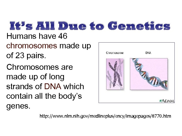 It’s All Due to Genetics Humans have 46 chromosomes made up of 23 pairs.
