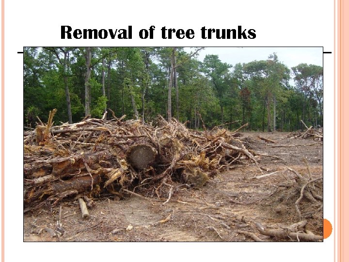 Removal of tree trunks 