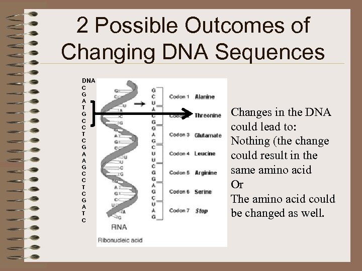 2 Possible Outcomes of Changing DNA Sequences DNA C G A T G C